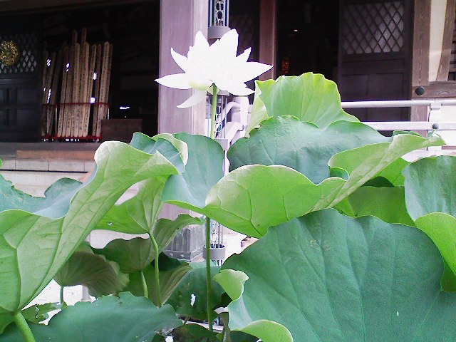 lotus